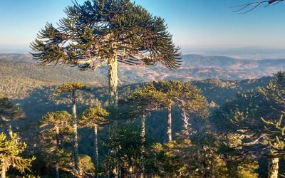 Parque Nacional Nahuelbuta